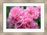 Framed Pink Landscape Roses, Jackson, New Hampshire