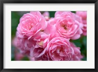 Framed Pink Landscape Roses, Jackson, New Hampshire