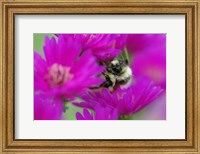 Framed Bumble bee on aster, New Hampshire