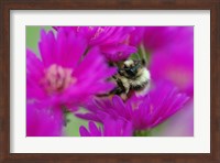 Framed Bumble bee on aster, New Hampshire