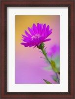 Framed Aster flower in autumn, New Hampshire