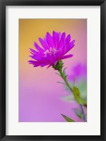 Framed Aster flower in autumn, New Hampshire