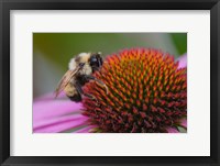 Framed Bumble bee on aster, New Hampshire, Bombus