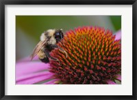 Framed Bumble bee on aster, New Hampshire, Bombus