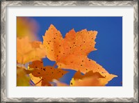 Framed Autumn, White Mountains Forest, New Hampshire