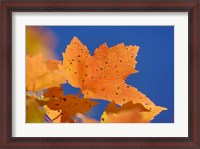 Framed Autumn, White Mountains Forest, New Hampshire