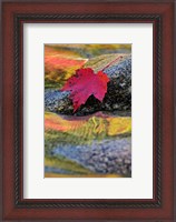 Framed Red Maple leaf on rock in Swift River, White Mountain National Forest, New Hampshire
