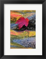 Framed Red Maple leaf on rock in Swift River, White Mountain National Forest, New Hampshire