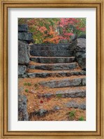 Framed Pine needles, White Mountain Forest, New Hampshire