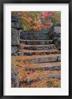 Framed Pine needles, White Mountain Forest, New Hampshire