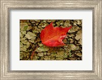 Framed Red maple in White Mountain Forest, New Hampshire