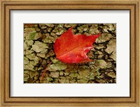 Framed Red maple in White Mountain Forest, New Hampshire