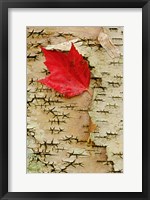 Framed Red maple flora, White Mountain Forest, New Hampshire