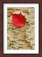 Framed Red maple flora, White Mountain Forest, New Hampshire