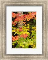 Framed Autumn color, White Mountain Forest, New Hampshire