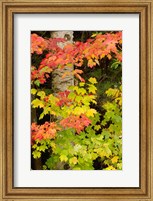 Framed Autumn color, White Mountain Forest, New Hampshire