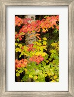 Framed Autumn color, White Mountain Forest, New Hampshire