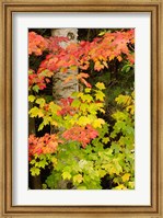 Framed Autumn color, White Mountain Forest, New Hampshire