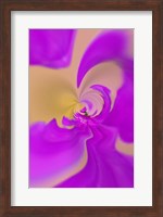 Framed Aster flower, New Hampshire