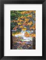 Framed Stream and Fall Foliage, New Hampshire