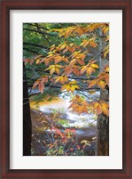 Framed Stream and Fall Foliage, New Hampshire
