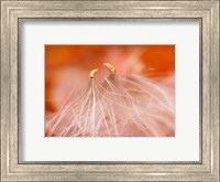 Framed Seedheads Dancing, New Hampshire