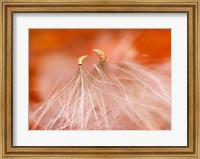 Framed Seedheads Dancing, New Hampshire