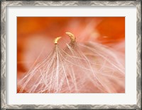 Framed Seedheads Dancing, New Hampshire