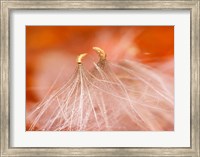 Framed Seedheads Dancing, New Hampshire