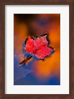 Framed Maple Leaf in Fall Reflections, White Mountains, New Hampshire