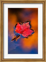 Framed Maple Leaf in Fall Reflections, White Mountains, New Hampshire