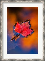 Framed Maple Leaf in Fall Reflections, White Mountains, New Hampshire