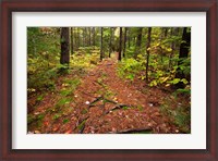 Framed New Hampshire, White Mountains, Forest Path
