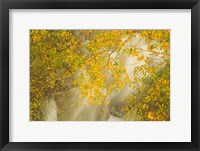 Framed New Hampshire; Lincoln; Franconia Notch flora