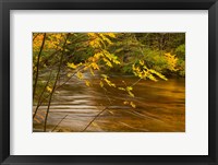 Framed New Hampshire, White Mountain National Forest River