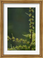 Framed Tamarack Tree Branch and Needles, White Mountain National Forest, New Hampshire