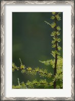 Framed Tamarack Tree Branch and Needles, White Mountain National Forest, New Hampshire