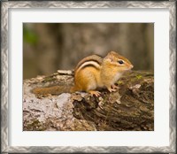 Framed New Hampshire; Lincoln; Franconia Notch SP, Chipmunk