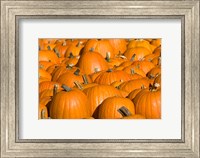 Framed Pumpkins in Concord, New Hampshire