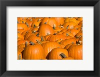 Framed Pumpkins in Concord, New Hampshire