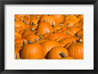 Framed Pumpkins in Concord, New Hampshire