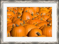 Framed Pumpkins in Concord, New Hampshire