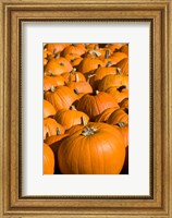 Framed Pumpkins in the city of Concord, New Hampshire