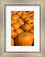 Framed Pumpkins in the city of Concord, New Hampshire