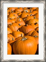 Framed Pumpkins in the city of Concord, New Hampshire