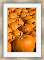 Framed Pumpkins in the city of Concord, New Hampshire