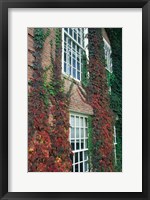 Framed Hanover Ivy on Dartmouth College Building, New Hampshire