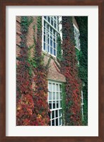 Framed Hanover Ivy on Dartmouth College Building, New Hampshire