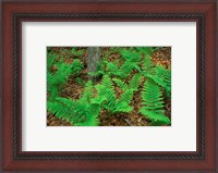 Framed Ferns Next to Woodman Brook, Tributary of the Lamprey River, New Hampshire
