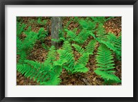 Framed Ferns Next to Woodman Brook, Tributary of the Lamprey River, New Hampshire